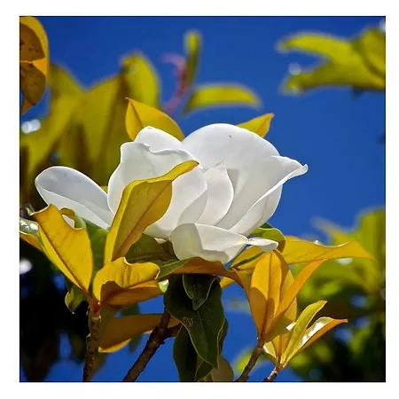 Appartement Magnolia